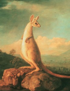 George_Stubbs_A_portrait_of_the_Kongouro_(Kangaroo)_from_New_Holland_1772
