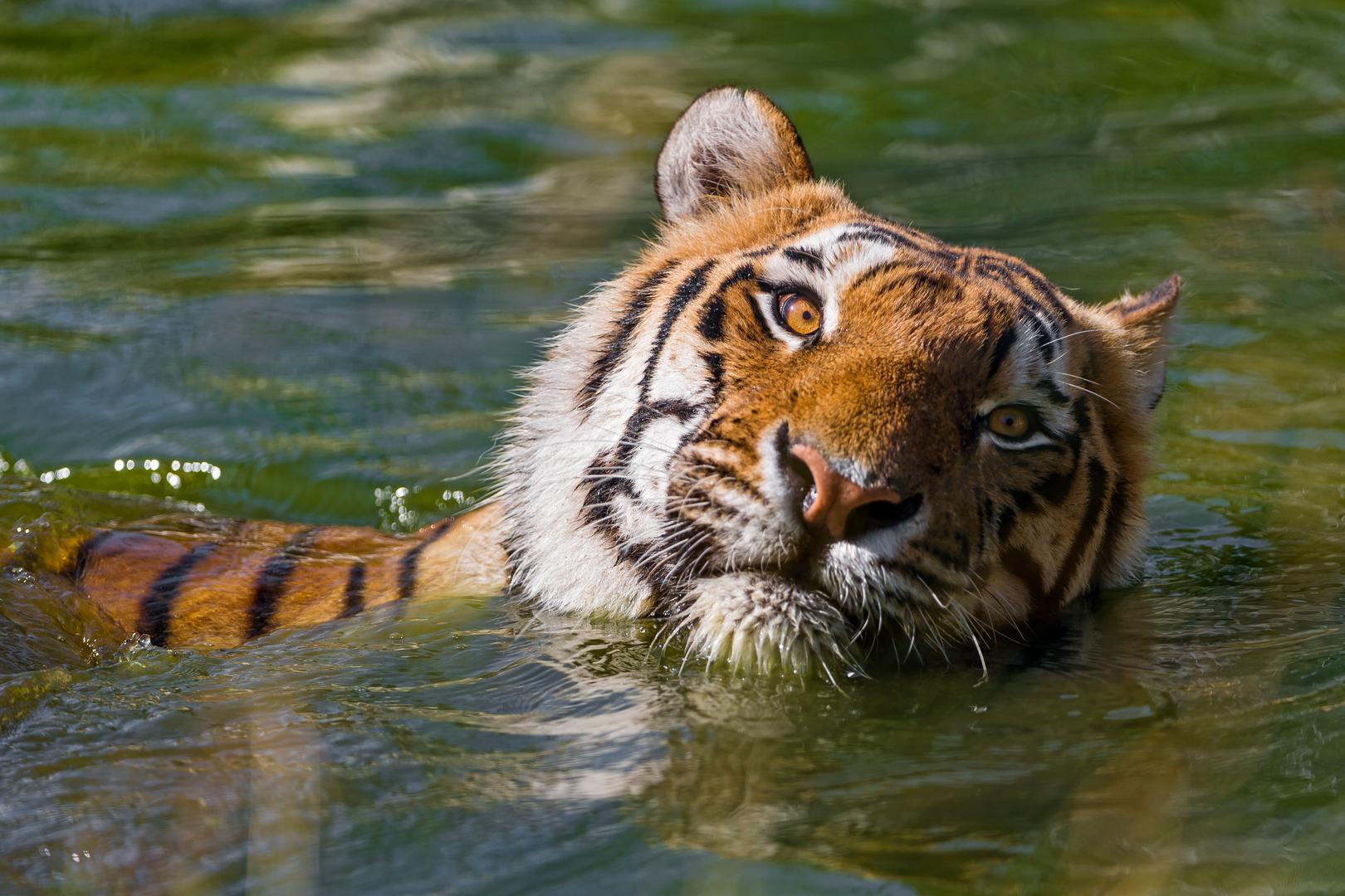 Swimming Amir Tiger